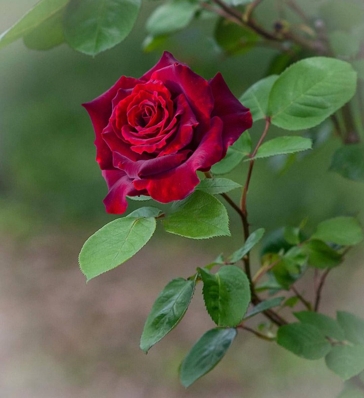 Roses