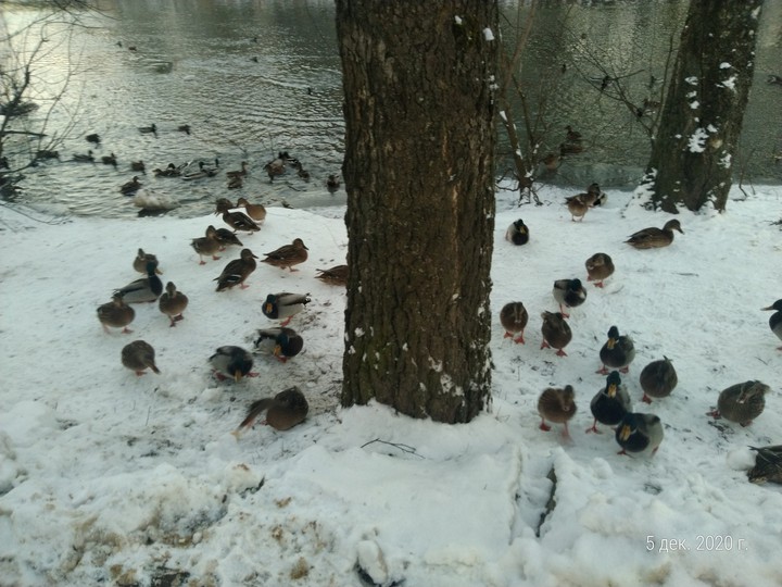 ducks кряки