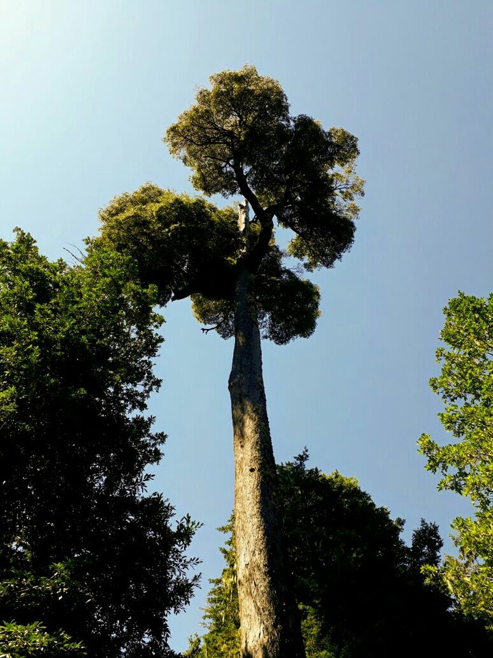nature