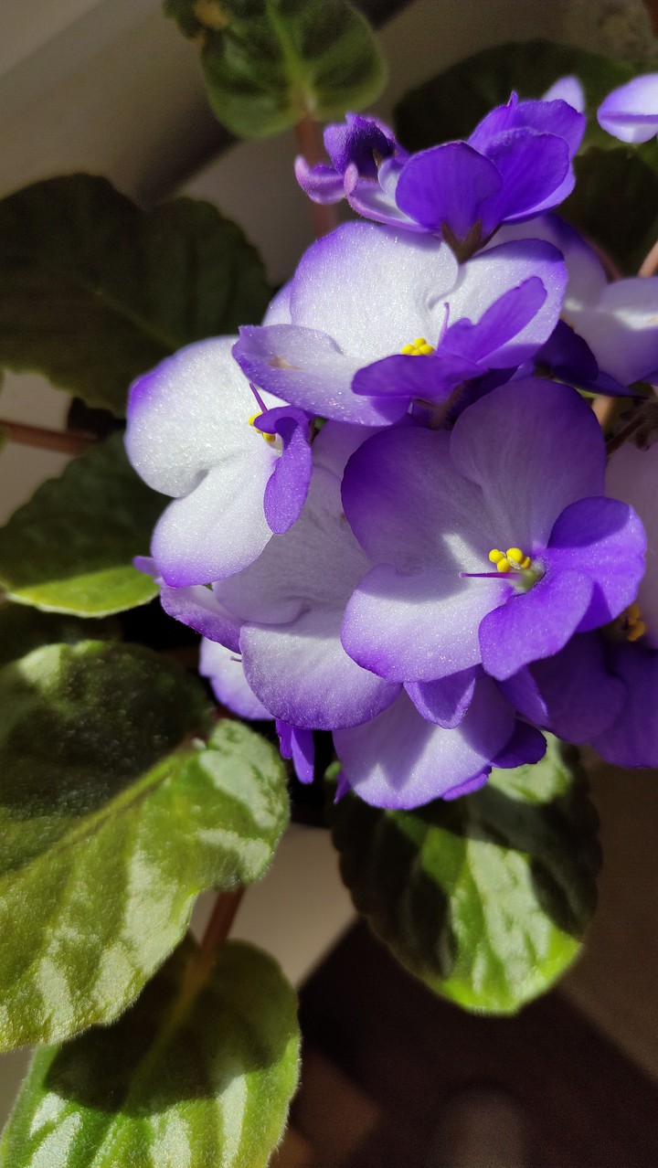 Violets