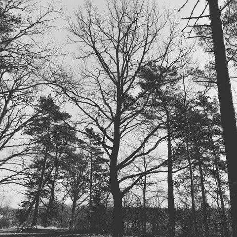 fondos de pantalla woodland, monochrome