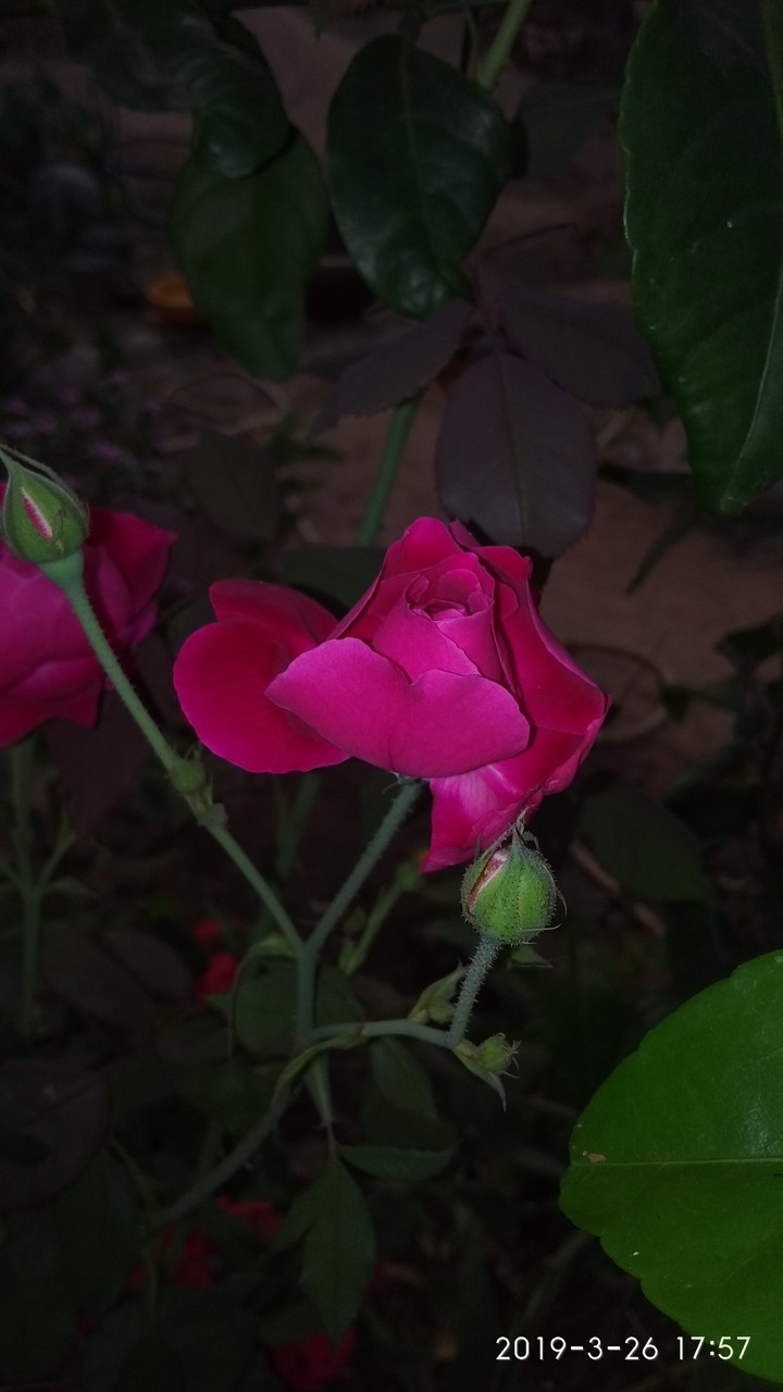 flower