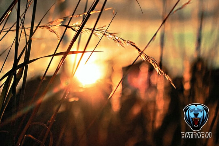 watching sunset from wheat farm
