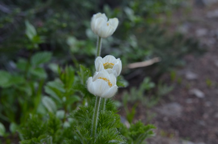 Wild Flowers, Mount Rainier