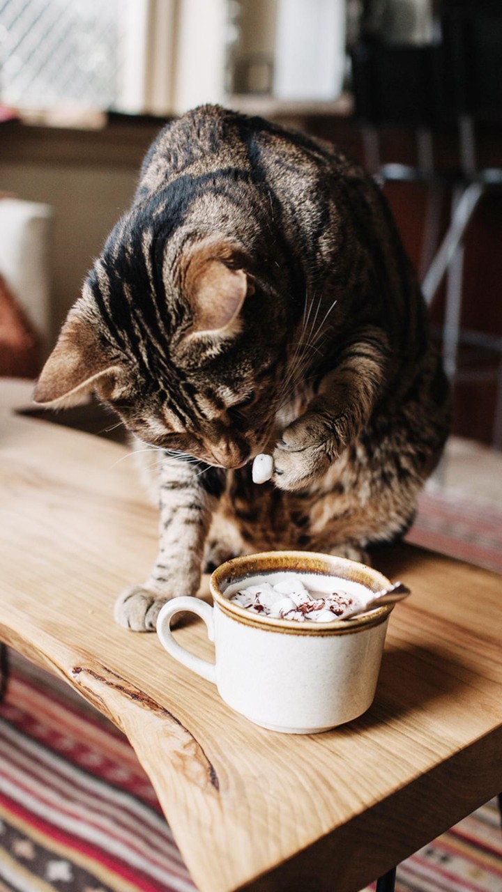 cat