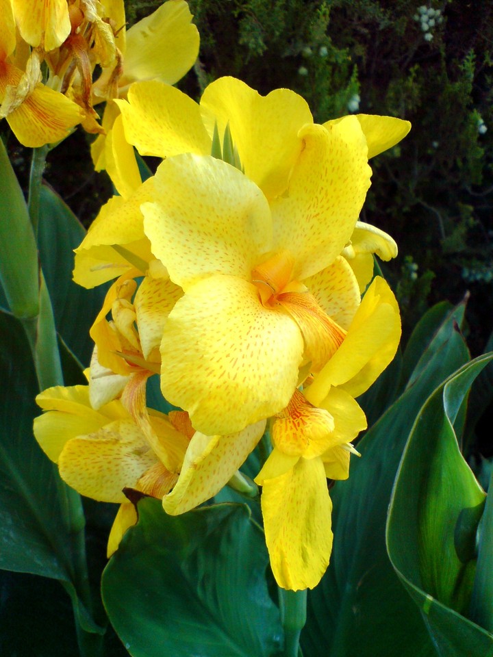 flower