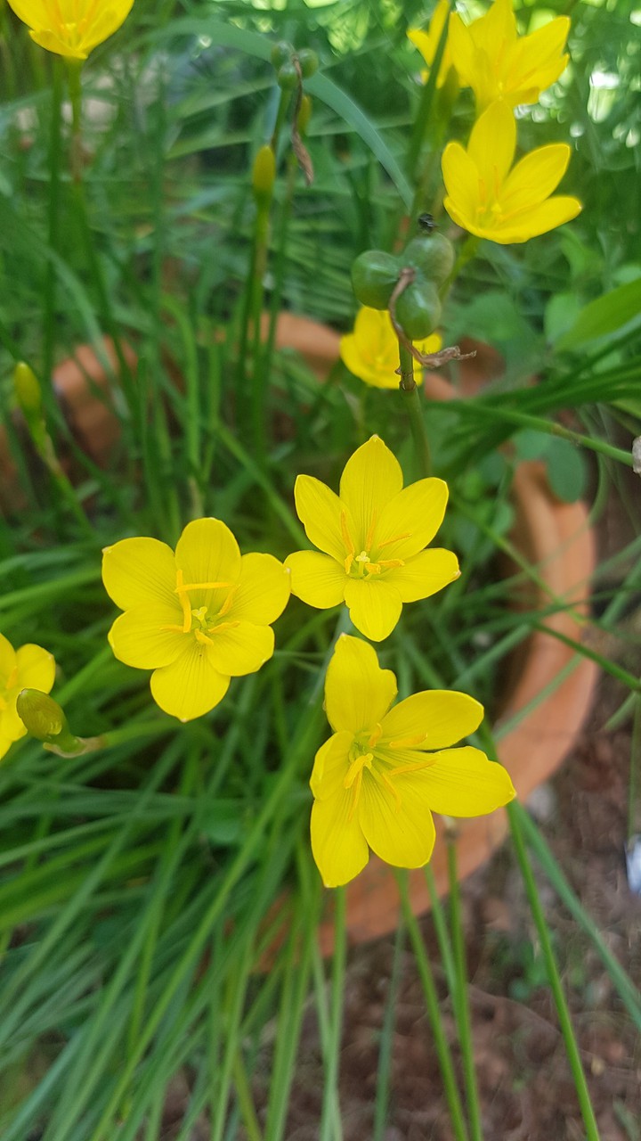 Flowers