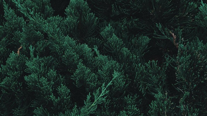 Green tree branches