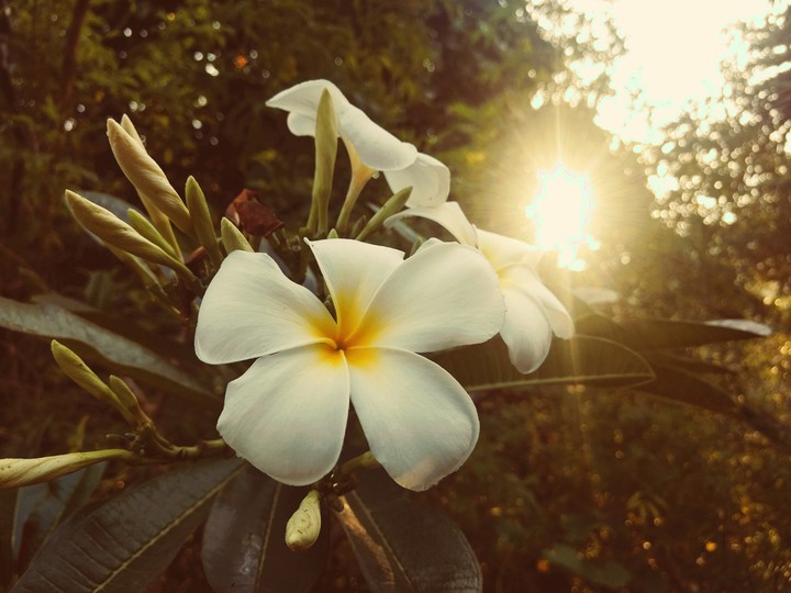 flower