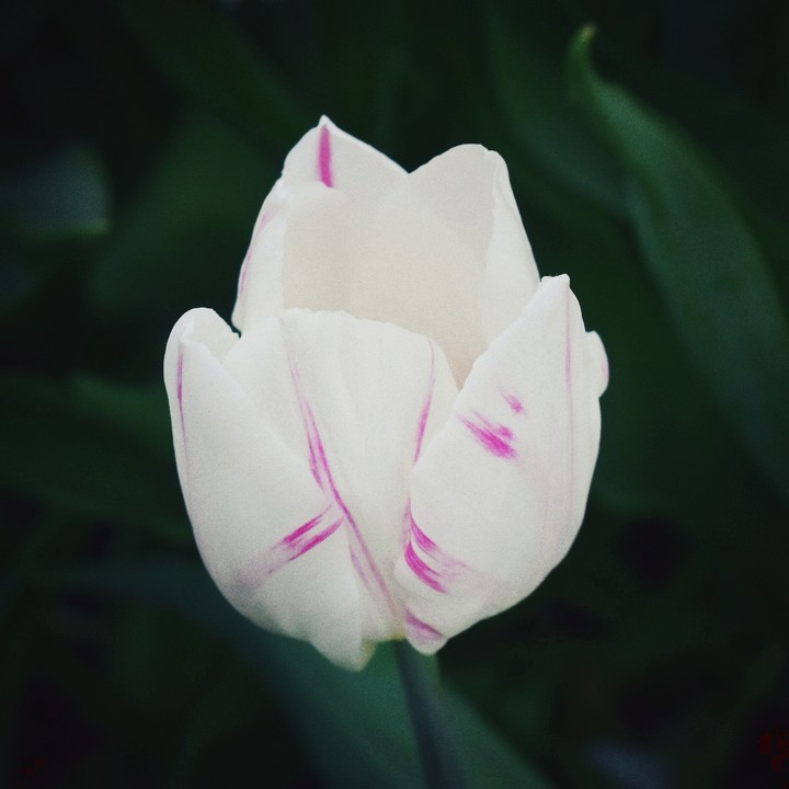 Tulip