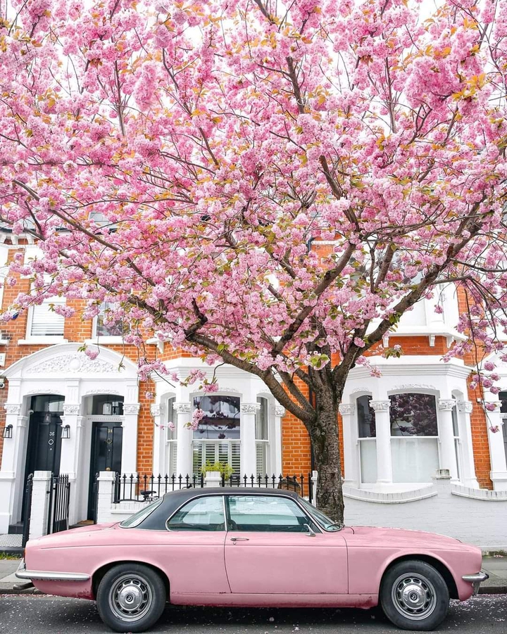 i dont like pink