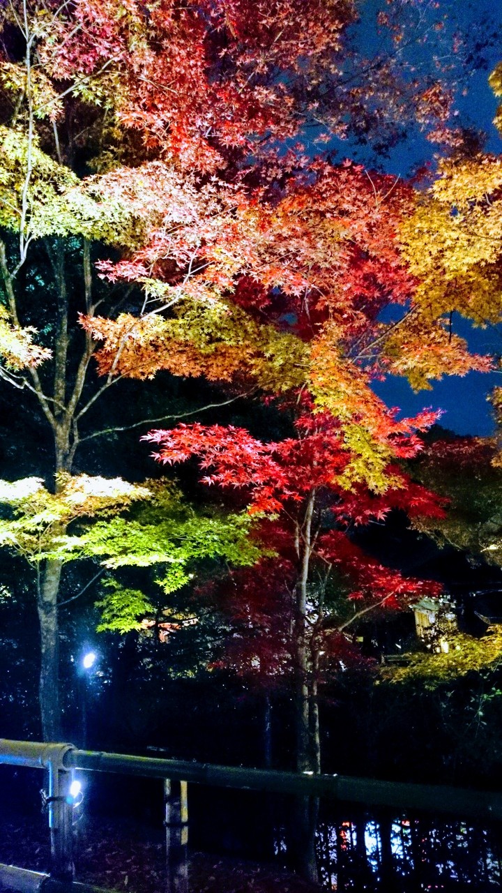 autumn leaves