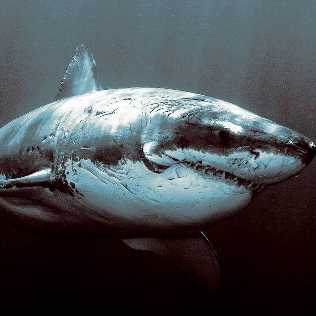 shark!!!!!