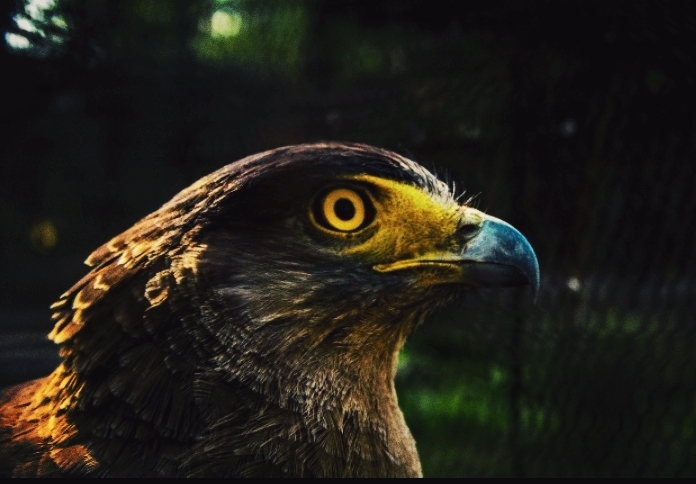 eagle eye