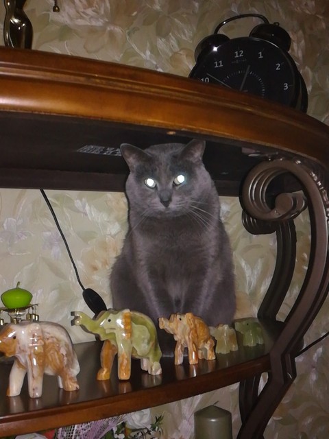 Кошка