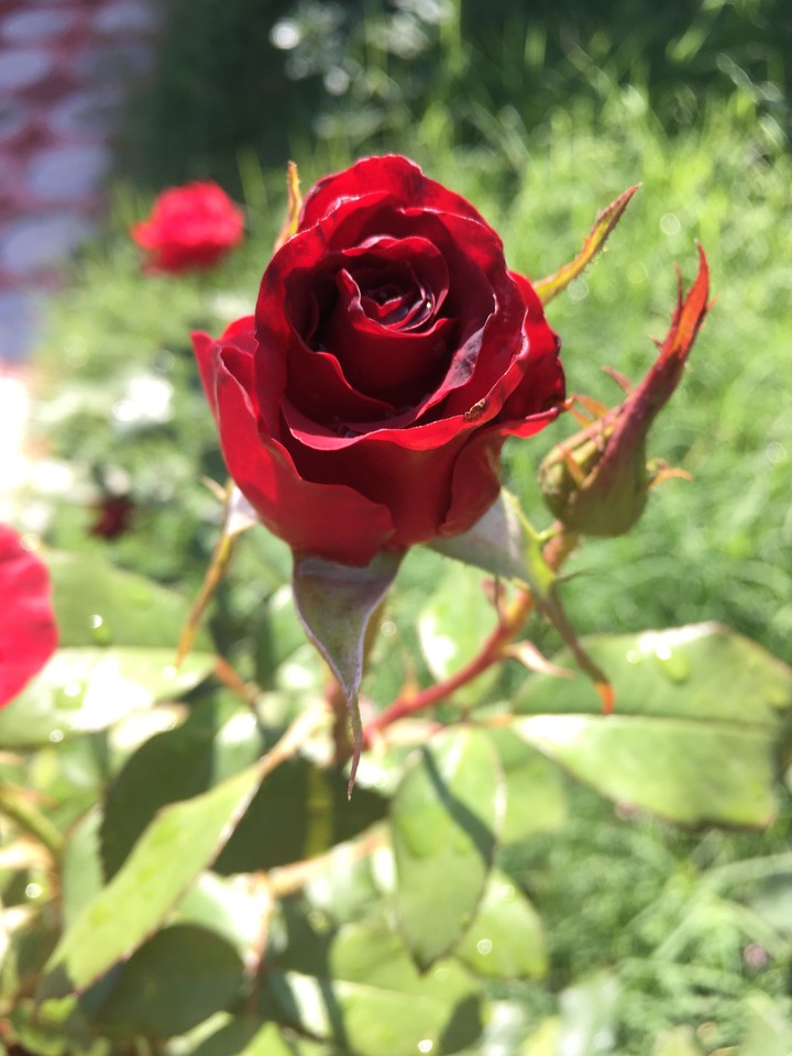 Rose