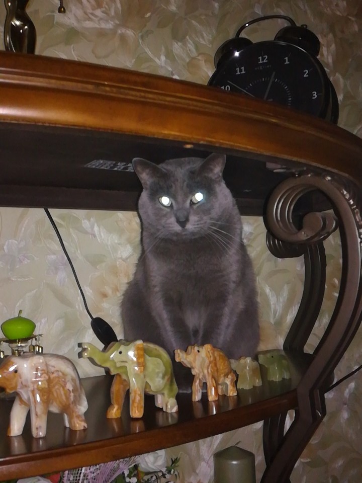 Кошка