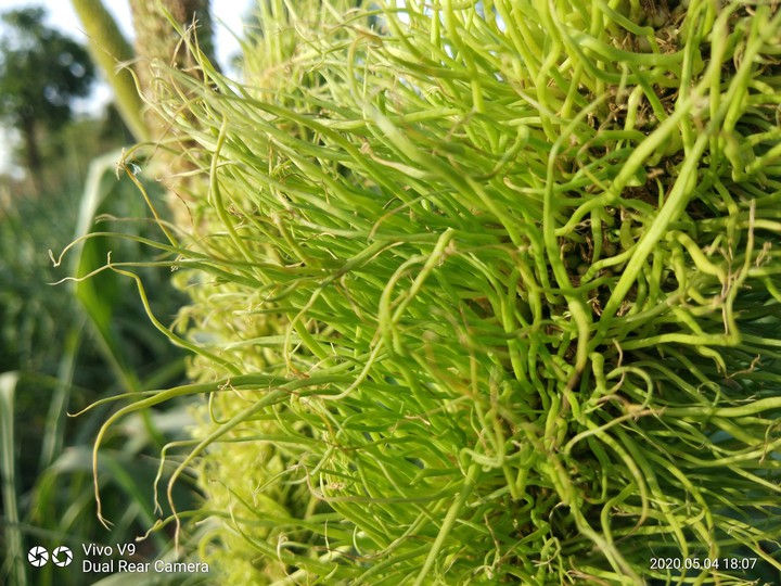 grass