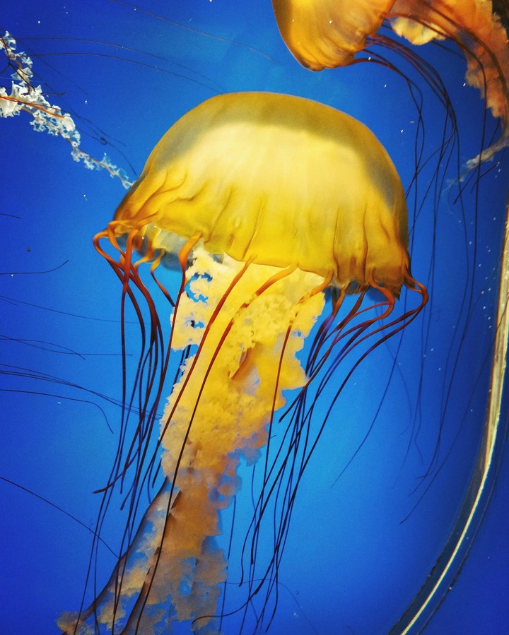 Jellyfish