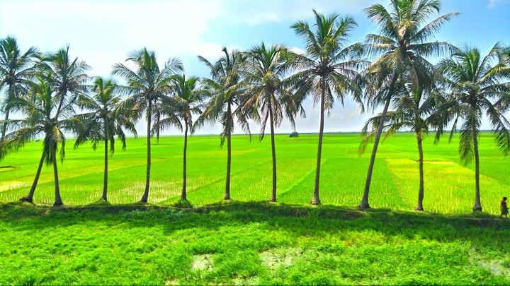 coconut trees 