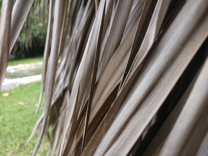 Dry leaves