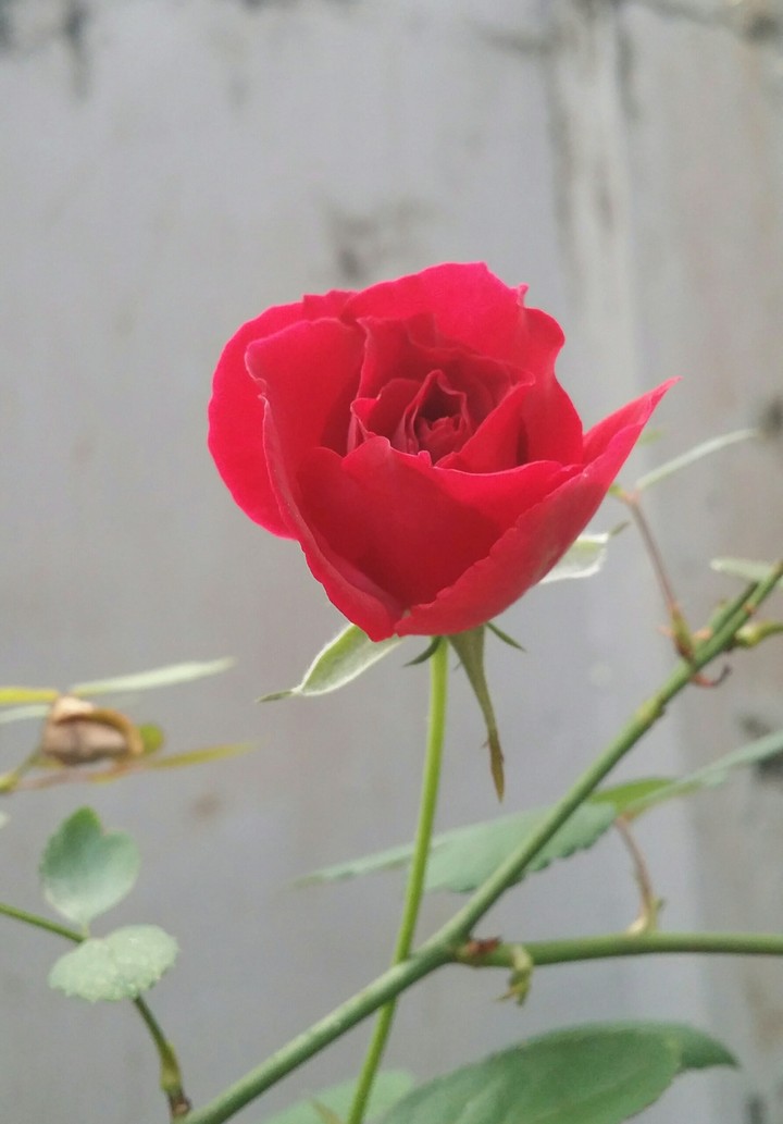 Red Rose 4 Love