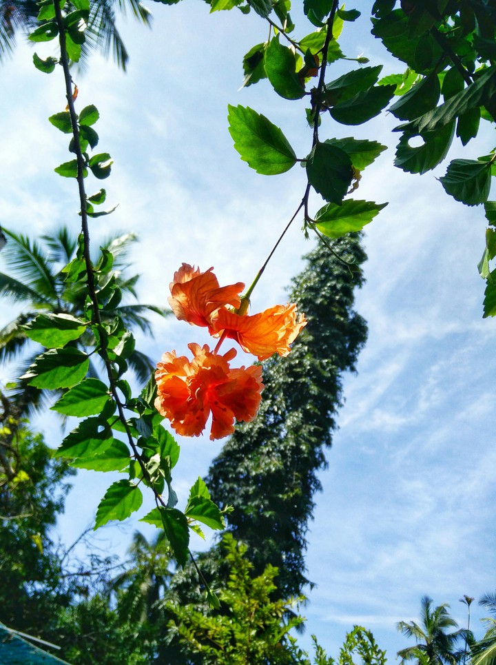 flowerbloomibg