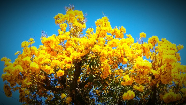 Yellow Flower