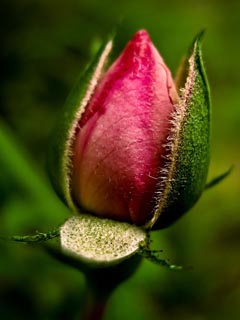 Rose bud