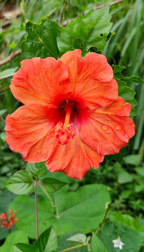 orange hibiscus