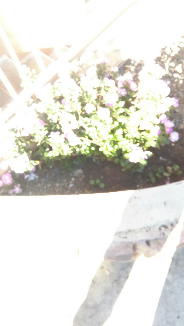 brightness of the flower