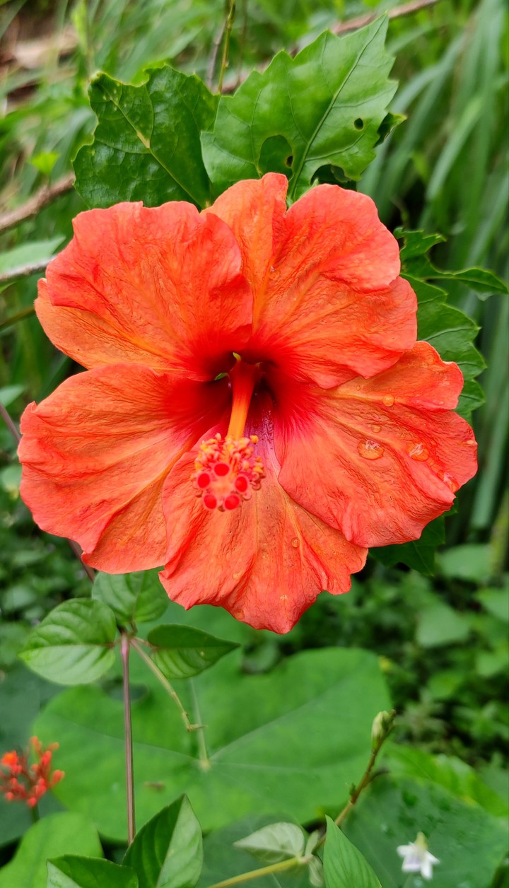 orange hibiscus