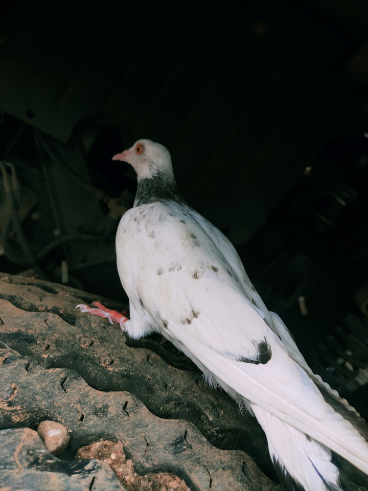 pigeon