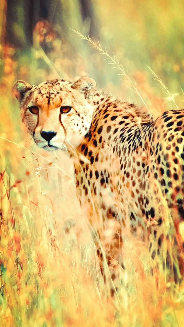leopard