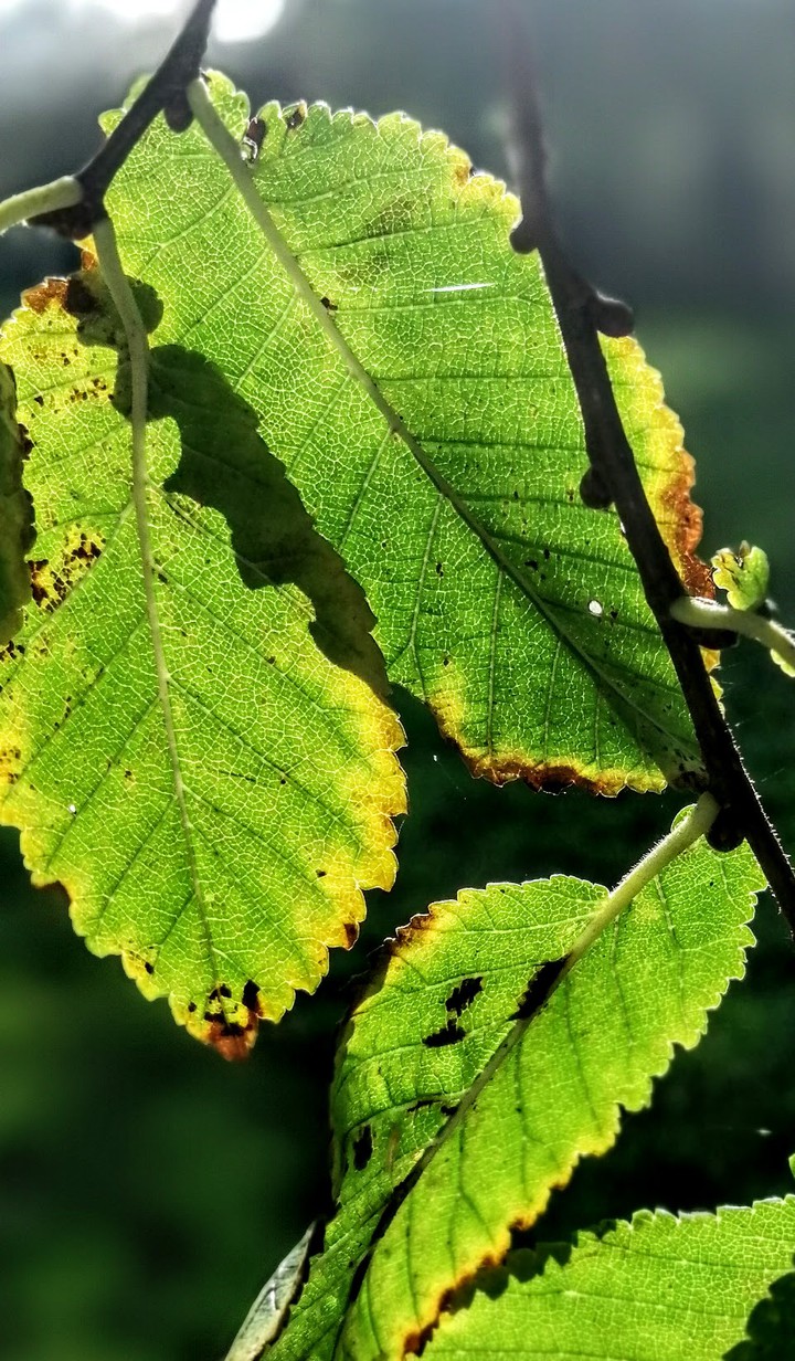 leaves in the sun