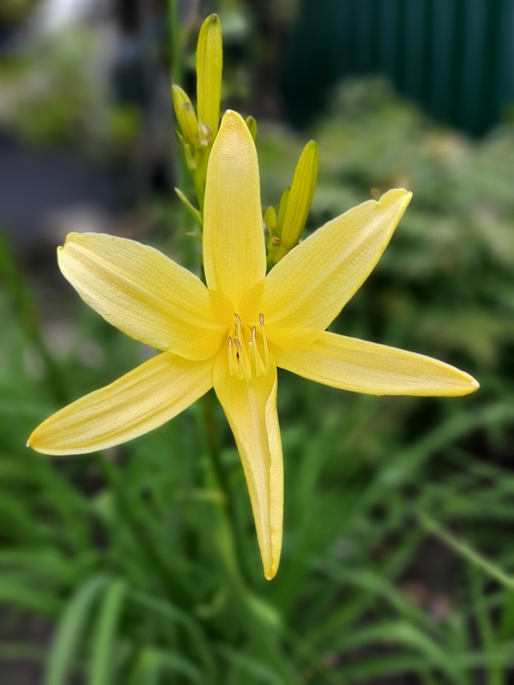My lily