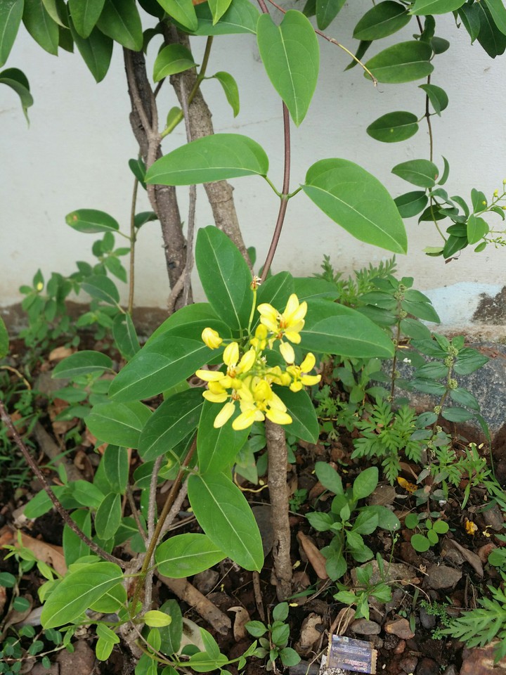Galphimia gracilis