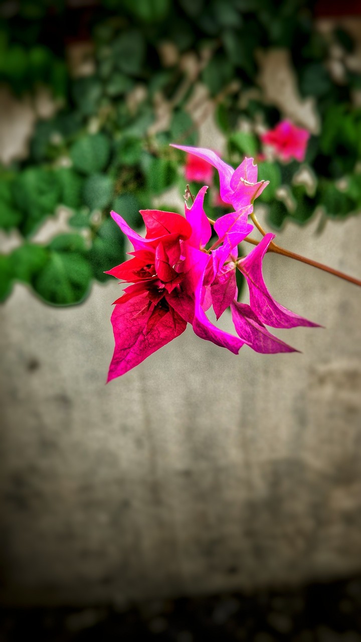 A flower