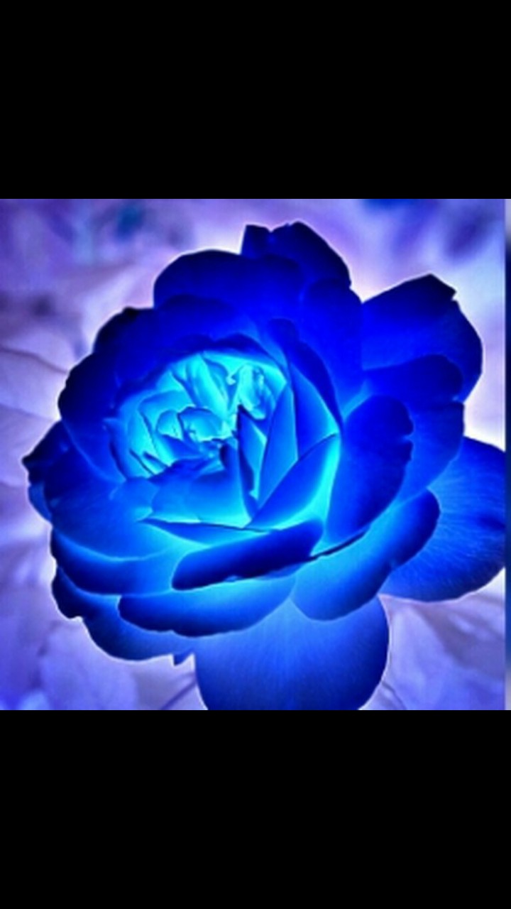A flower captured