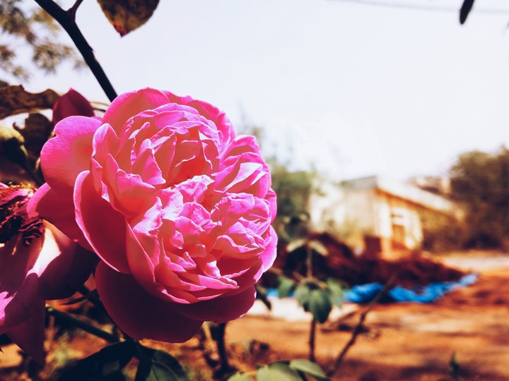 the rose