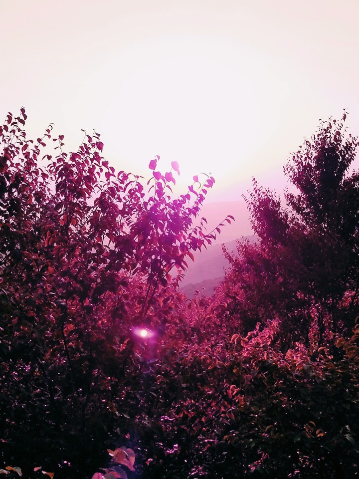 Enchanted
