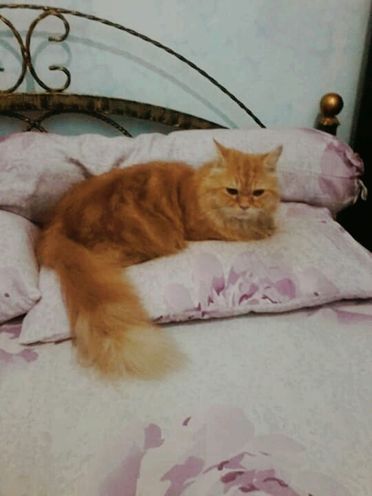merenung