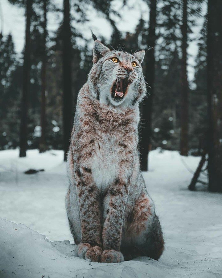 е