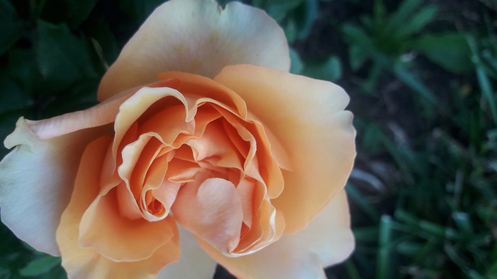 rose