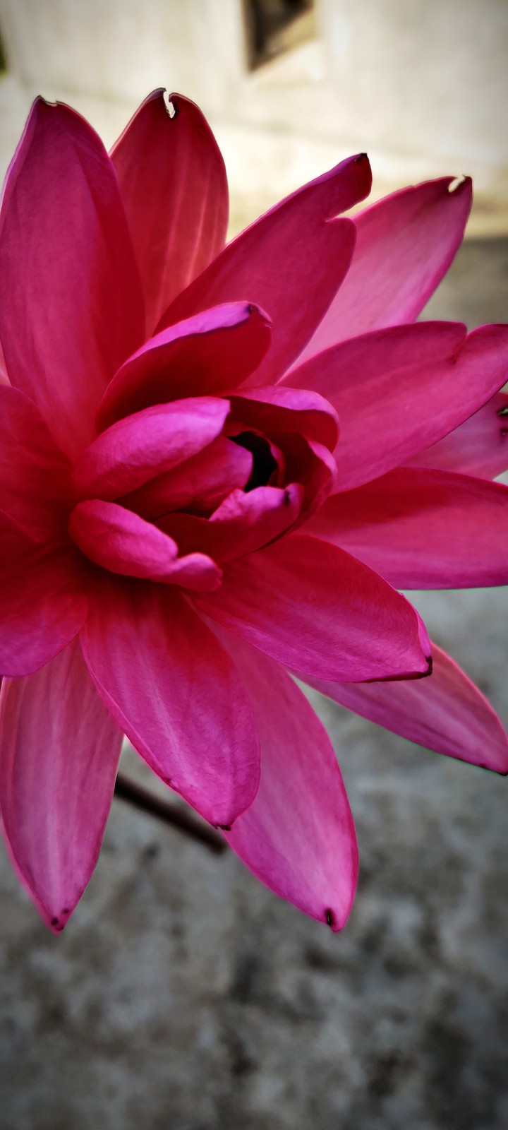 lotus