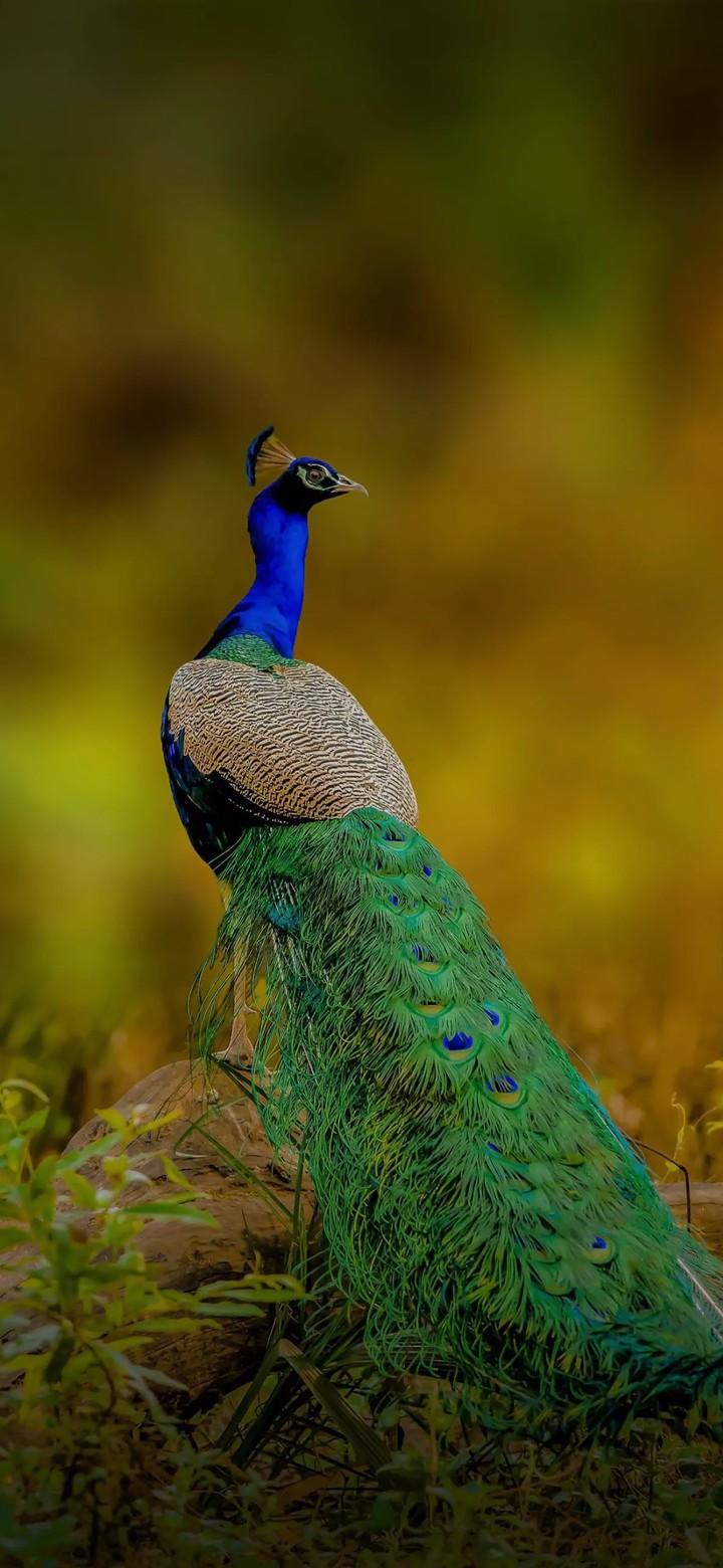 peacock