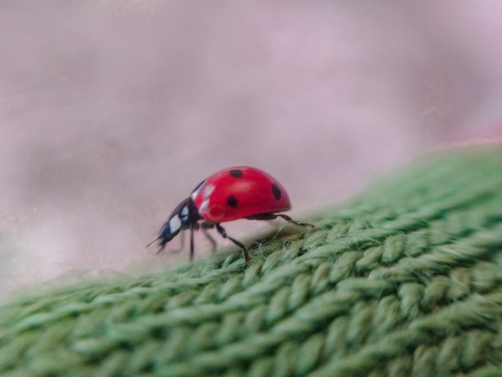 ladybird