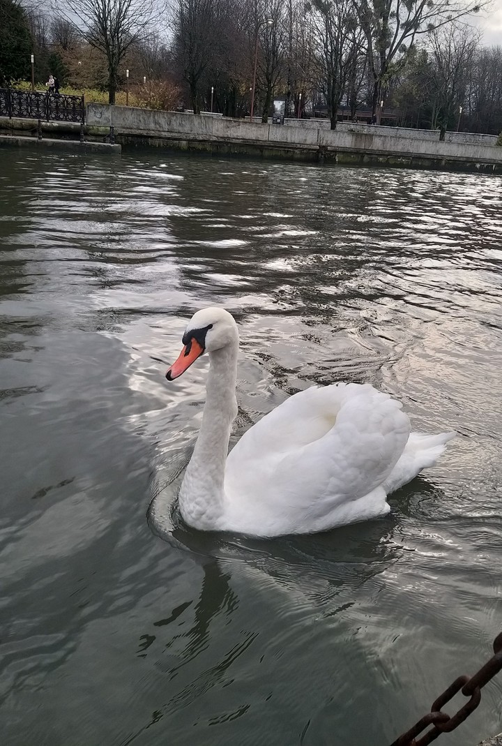 Gorgeus bird ?