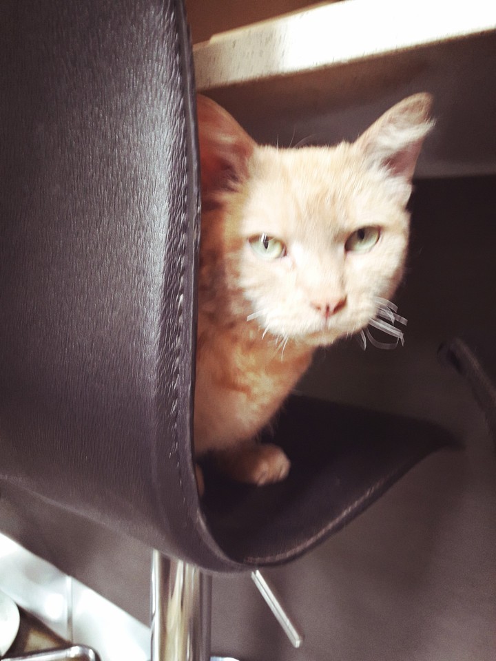 cat
