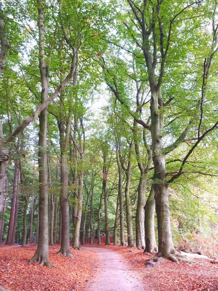 Autumn 2018